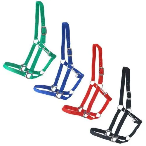 Blaues Pferdehalfter-Voltigierpferd-Ergänzung-draußen-Outdoor-lets go