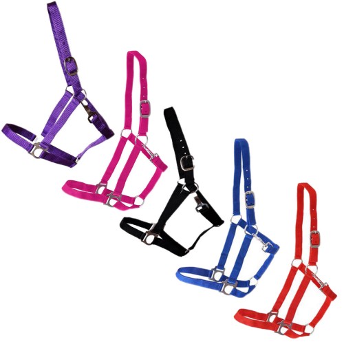 Schwarzes Pferdehalfter-Voltigierpferd-Ergänzung-draußen-Outdoor-lets go